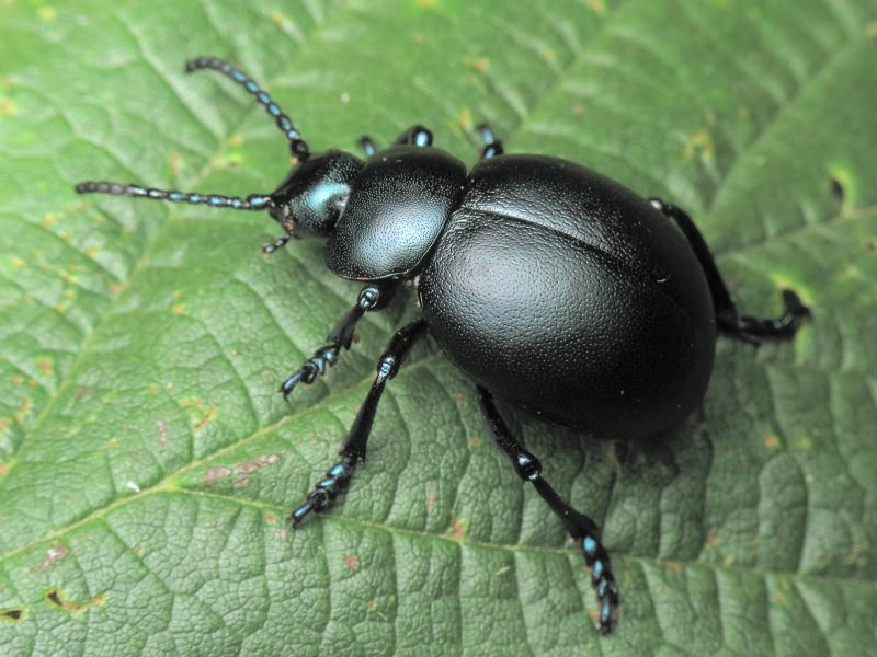 Timarcha tenebricosa (Fabricius, 1775)